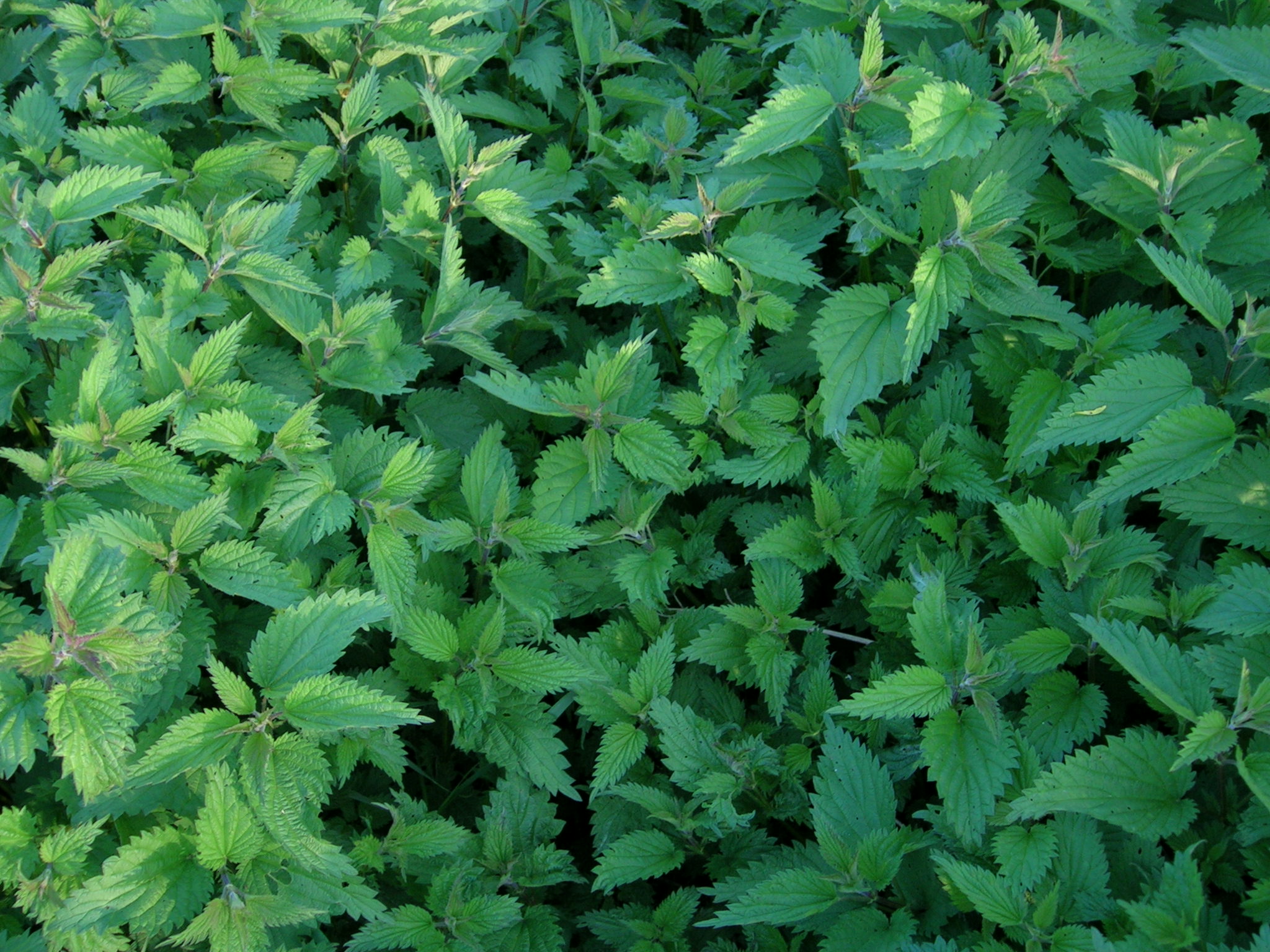 Flora in Remmigheim